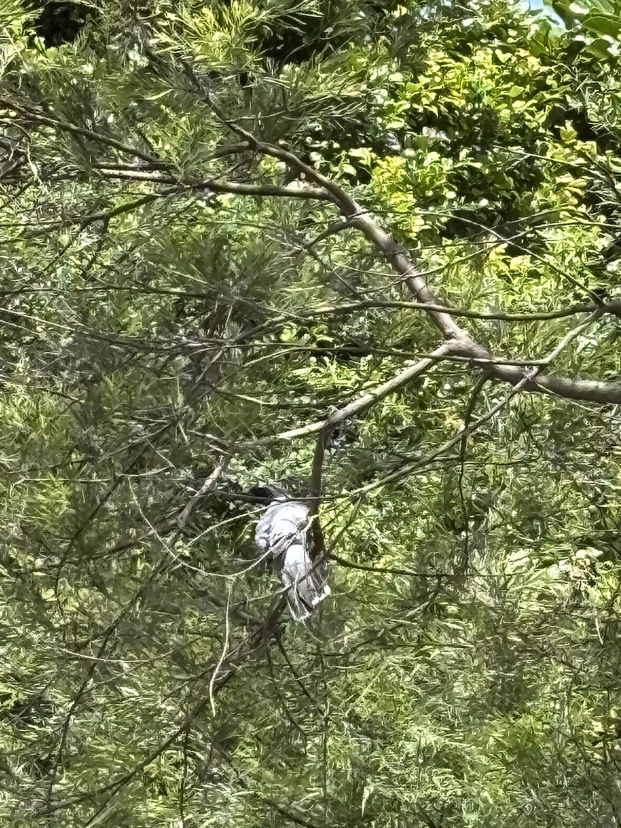 Black-faced Cuckooshrike - ML646938350