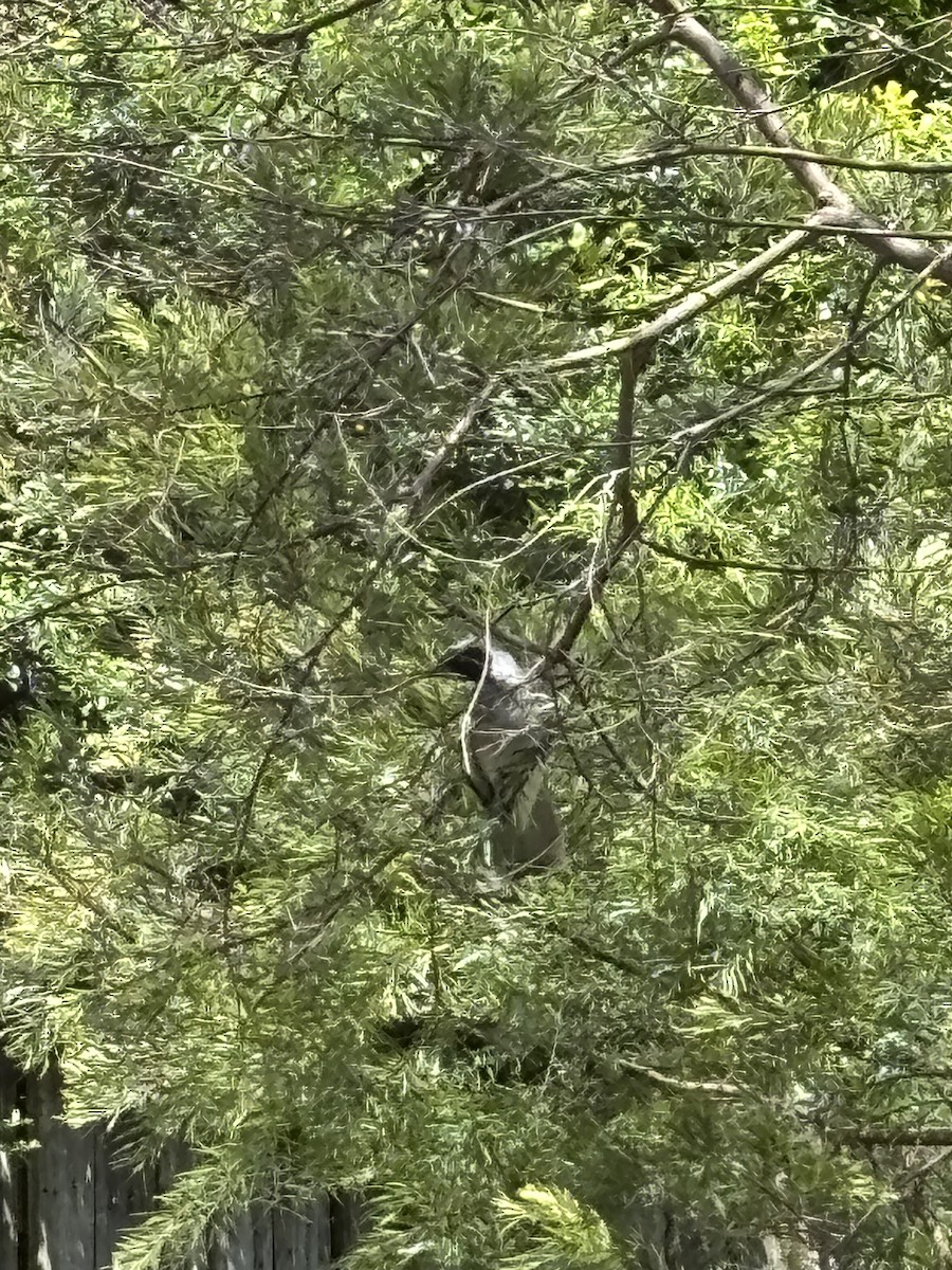 Black-faced Cuckooshrike - ML646938351