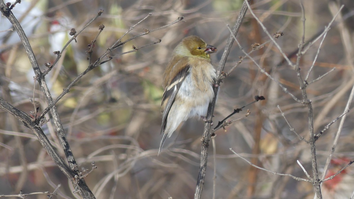 American Goldfinch - ML646938354