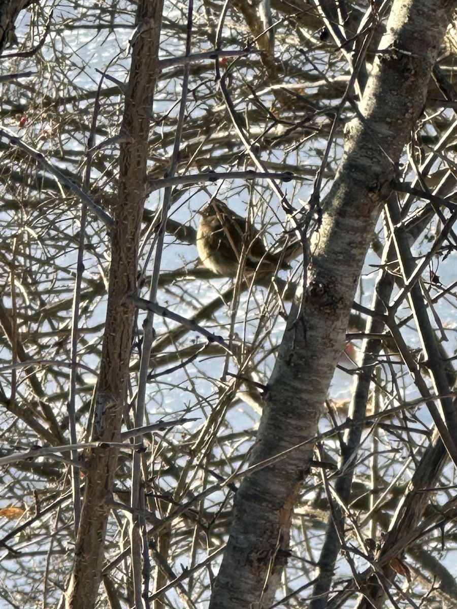 Дрозд-отшельник - ML646938356