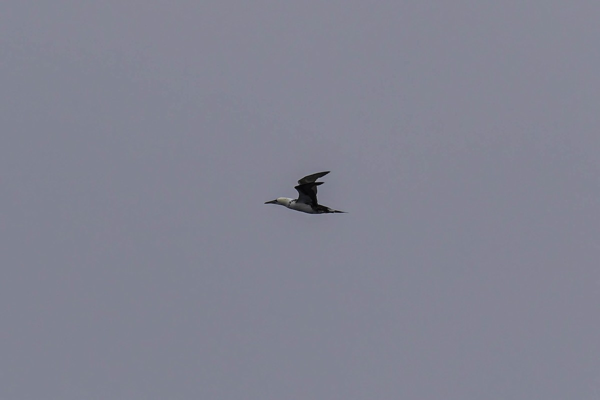 סולה מצויה - ML646938357