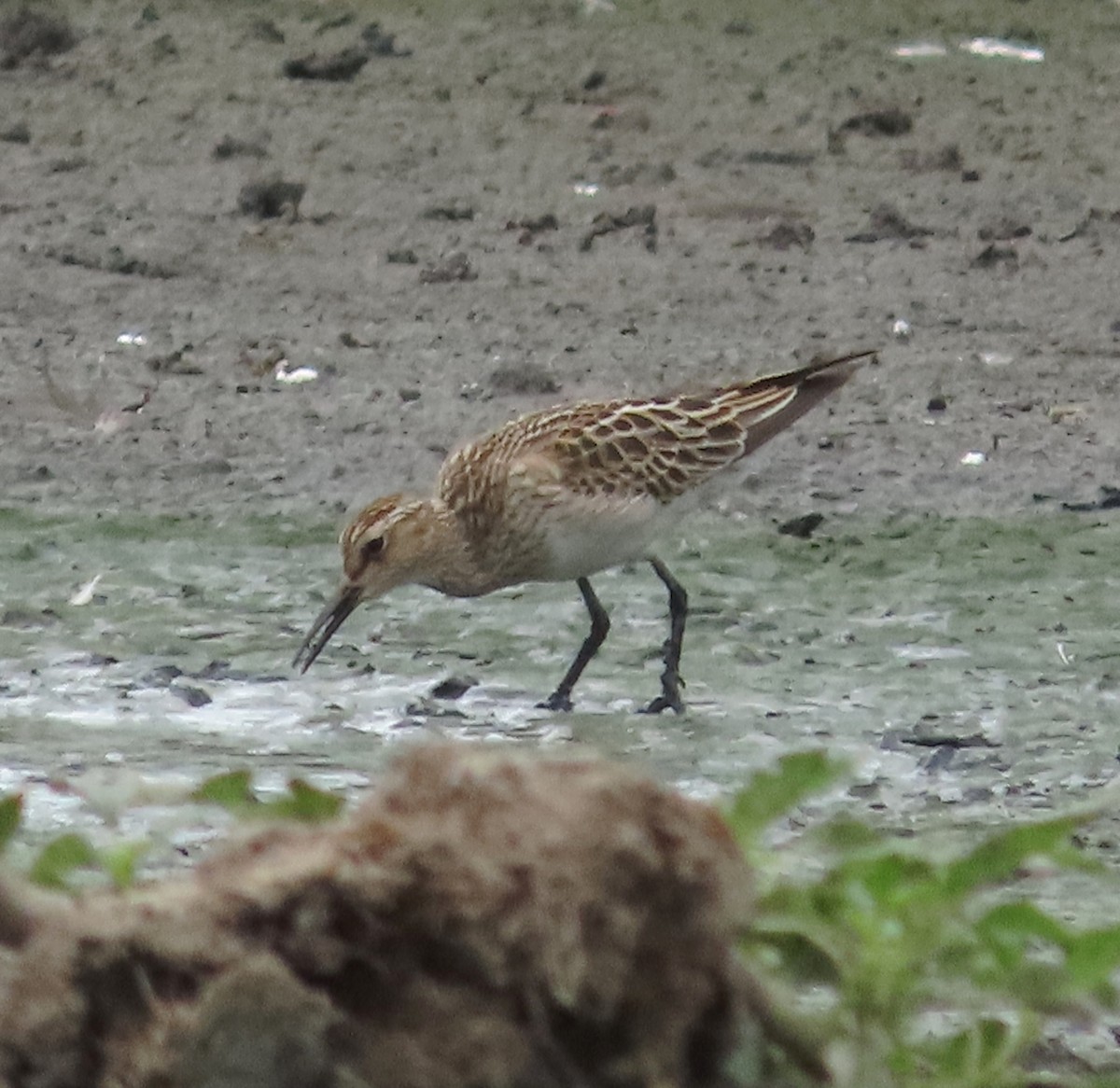 Pectoral Sandpiper - ML646938358
