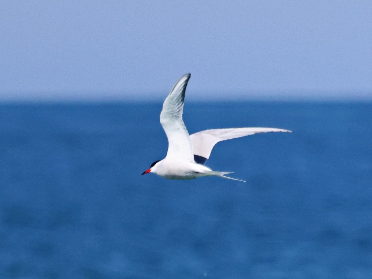 Common Tern - ML646938368