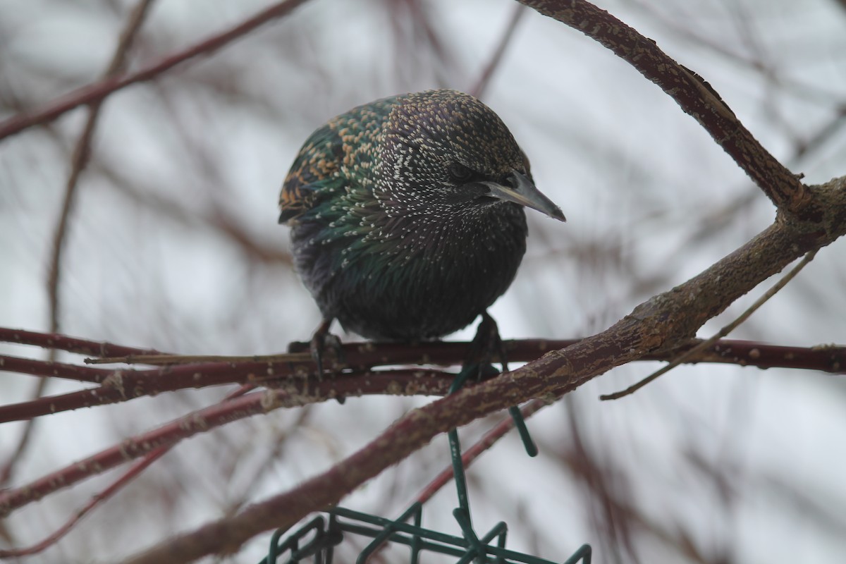 European Starling - ML646938369