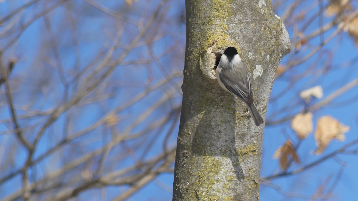 Carolina Chickadee - ML646938371
