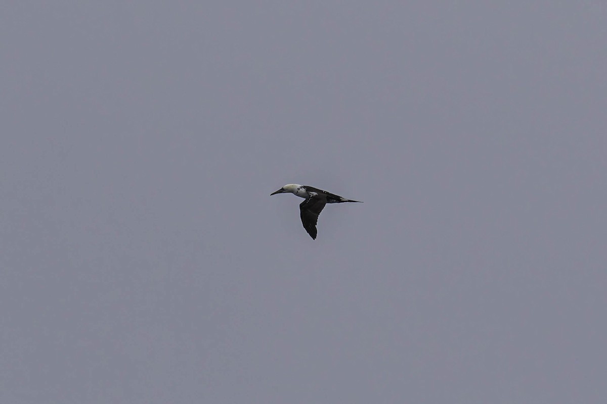 סולה מצויה - ML646938373