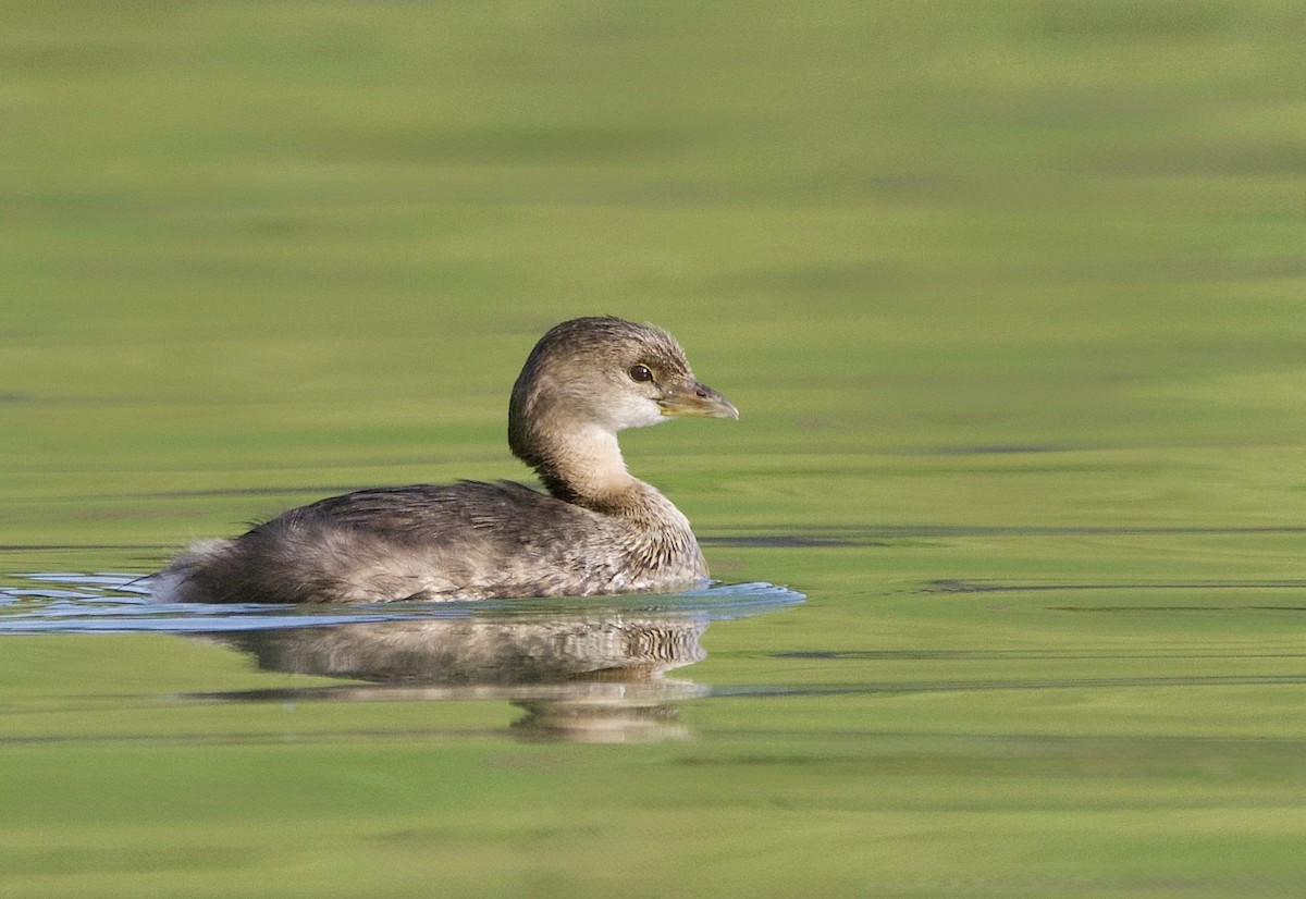 Пірникоза рябодзьоба - ML646938374