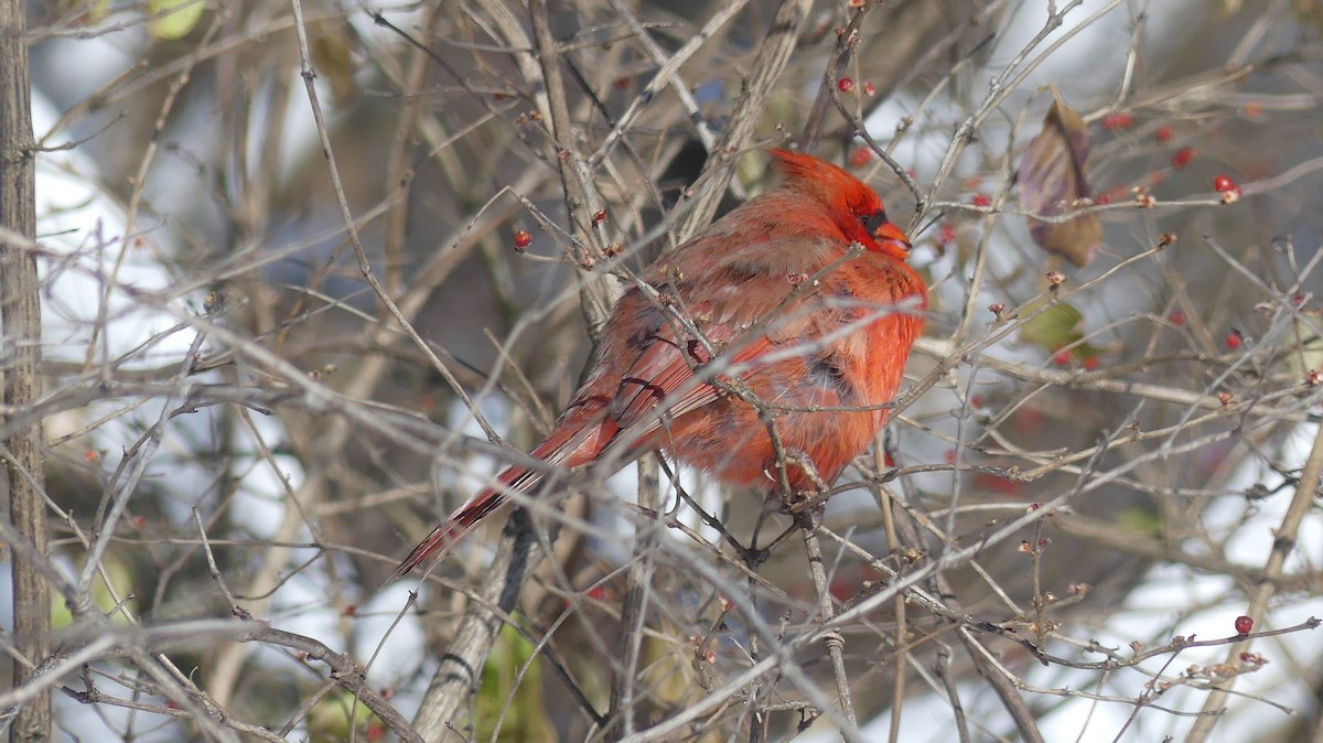Northern Cardinal - ML646938378