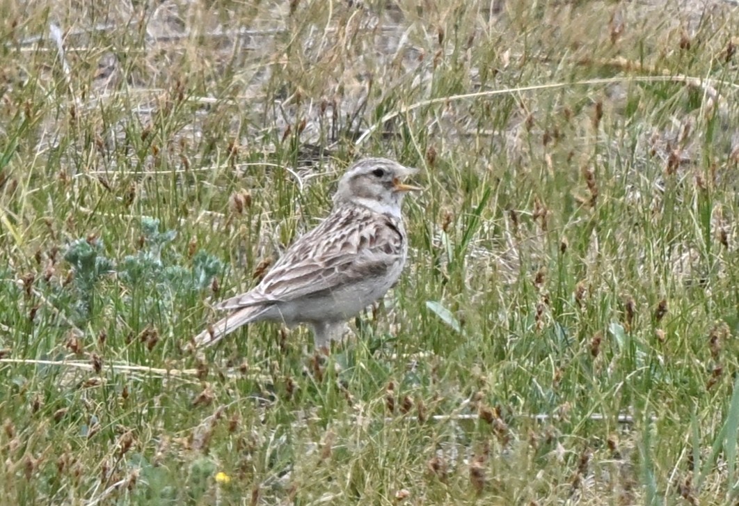 Txoriandre mongoliarra - ML646938384