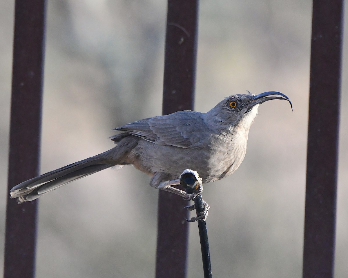 Curve-billed Thrasher - ML646938386