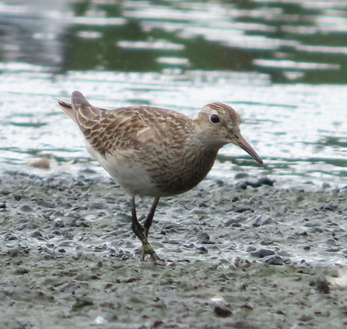 Pectoral Sandpiper - ML646938387