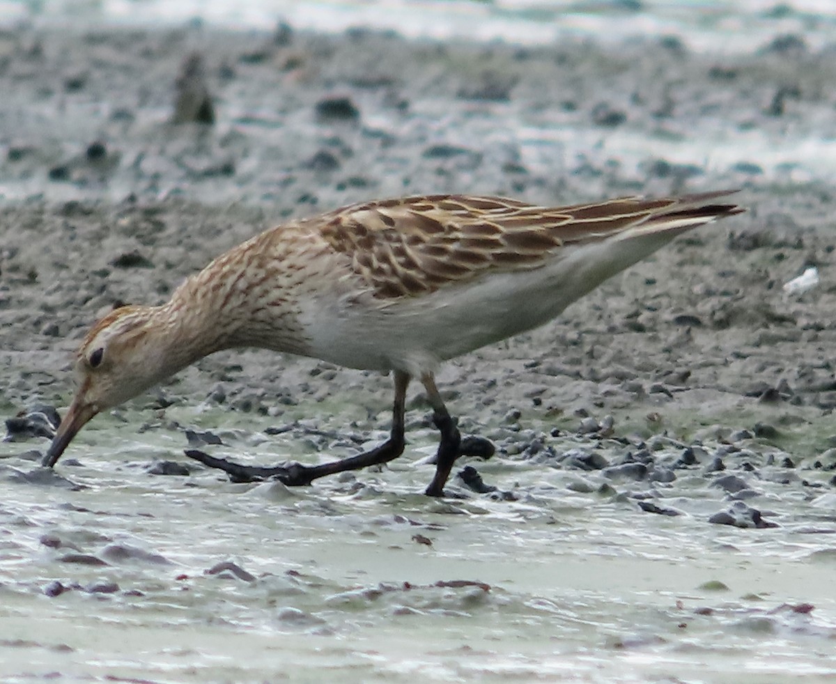 Pectoral Sandpiper - ML646938388