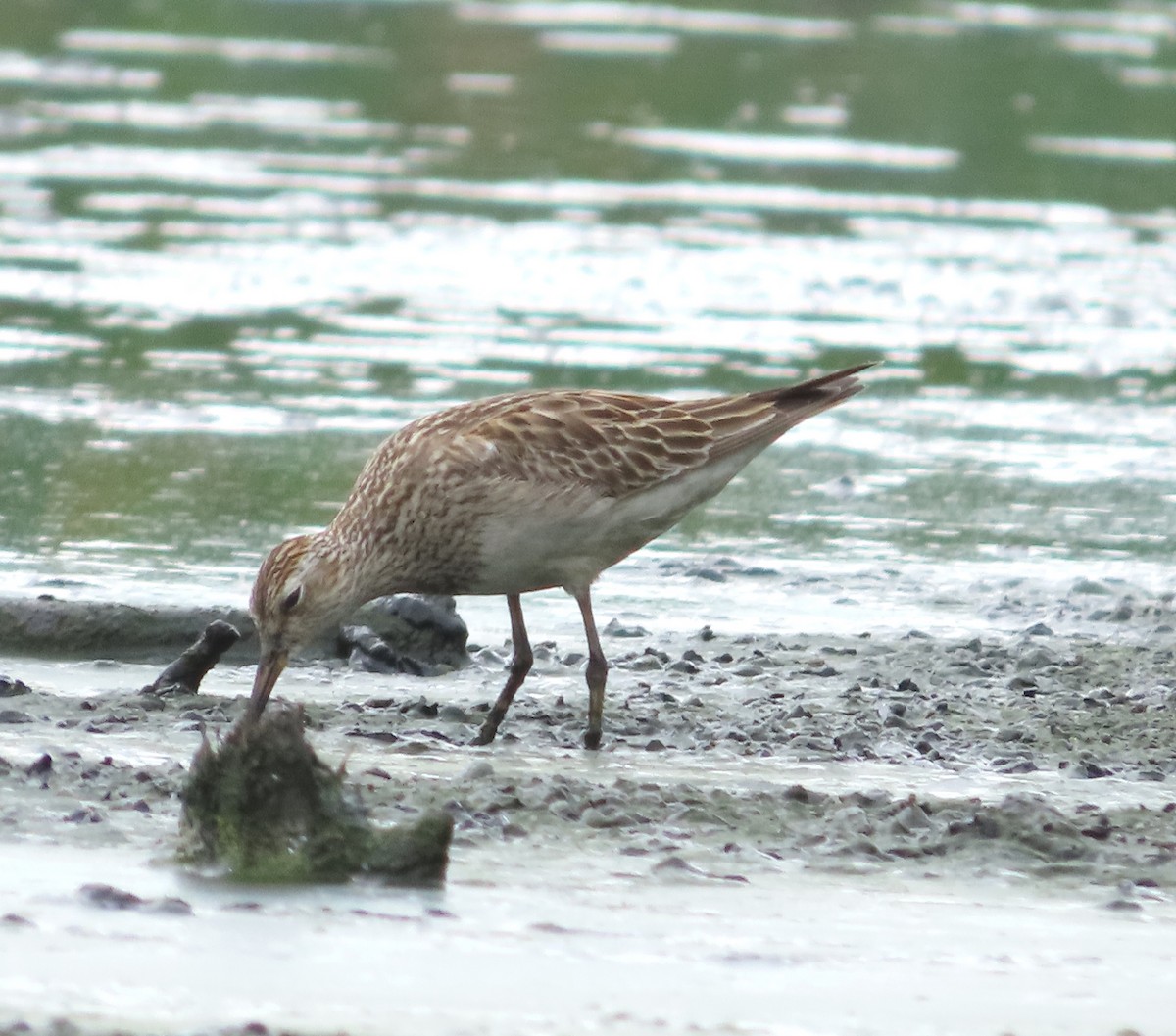 Pectoral Sandpiper - ML646938389