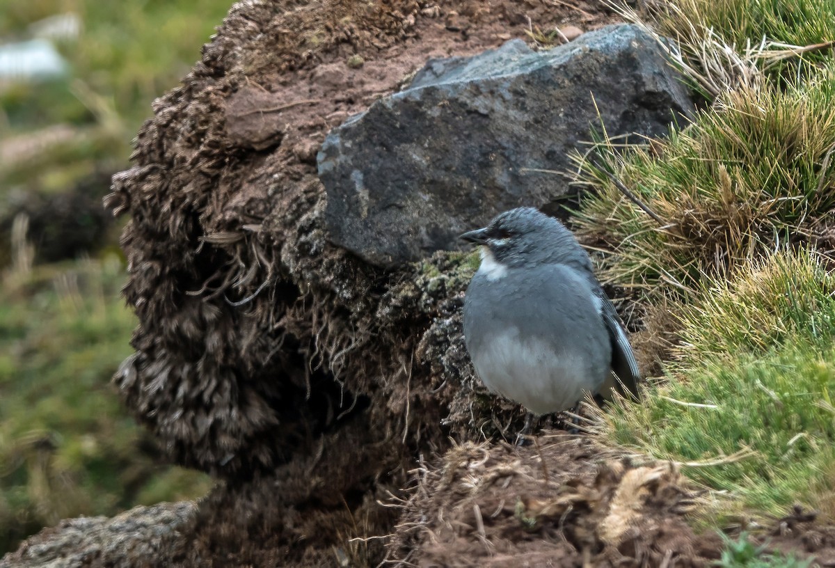 Glacier Finch - ML646938391