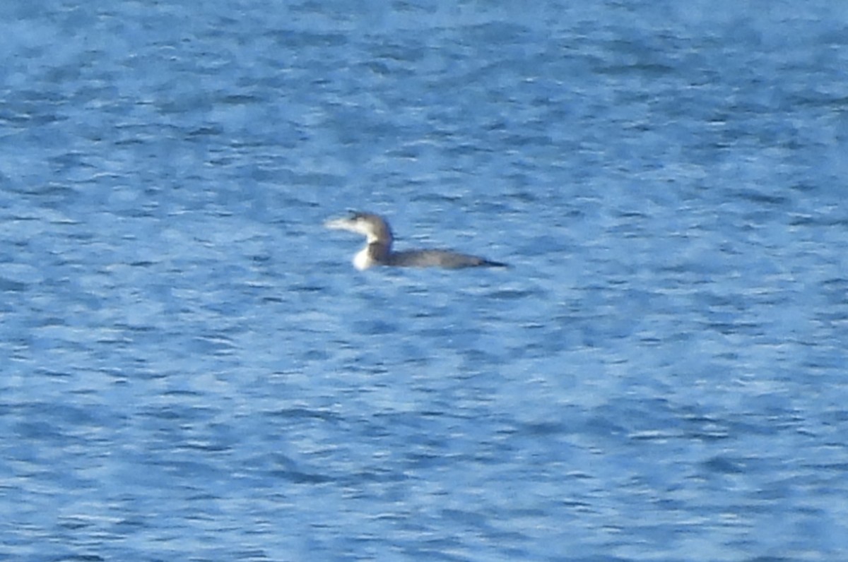 Common Loon - ML646938392