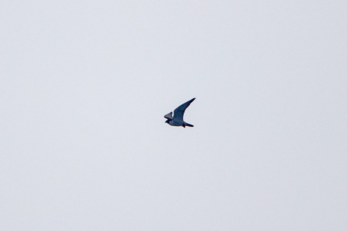 Peregrine Falcon - ML646938394