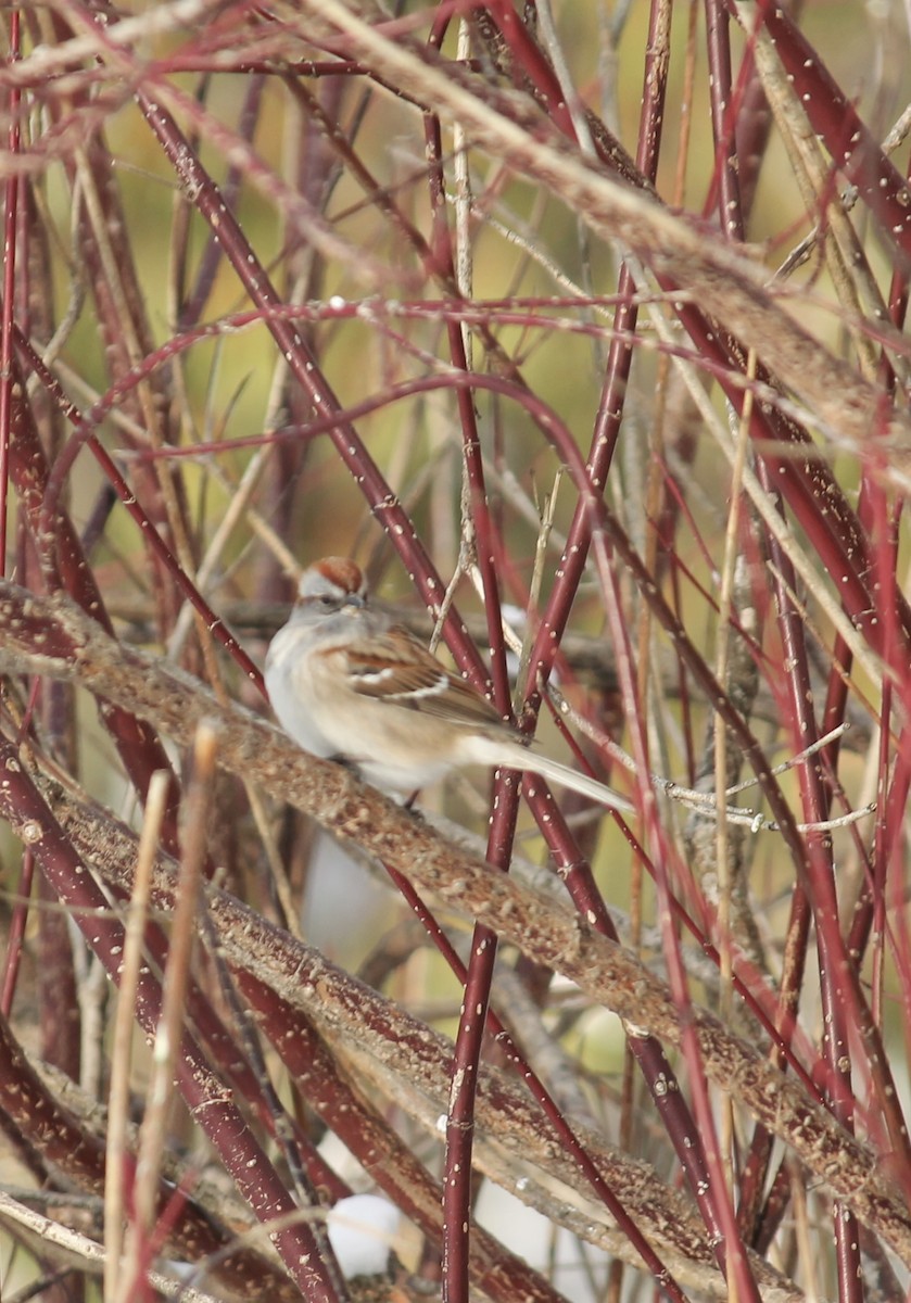 American Tree Sparrow - ML646938395