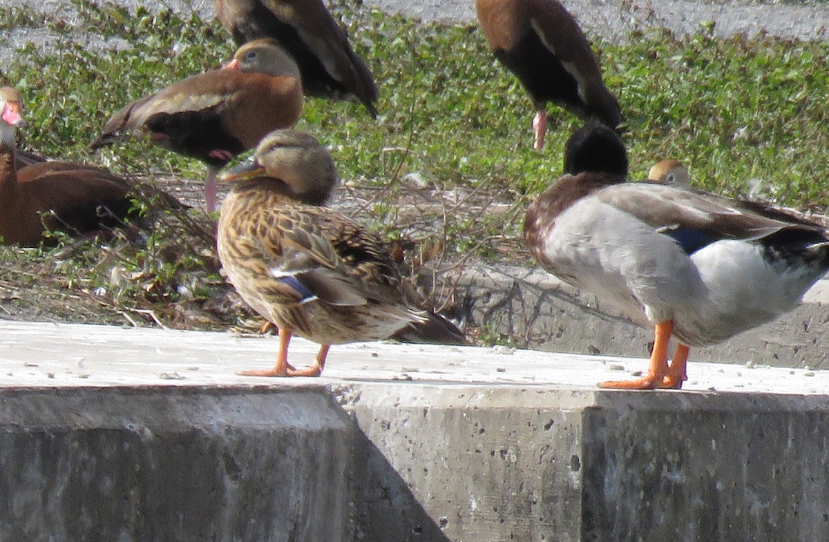 ברכיה (מבויתת) - ML646938403