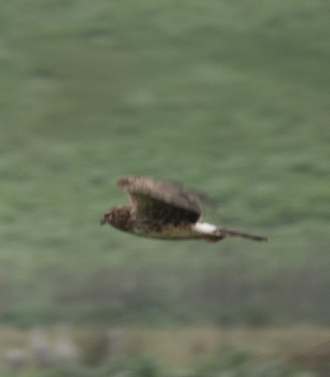 Northern Harrier - ML646938414