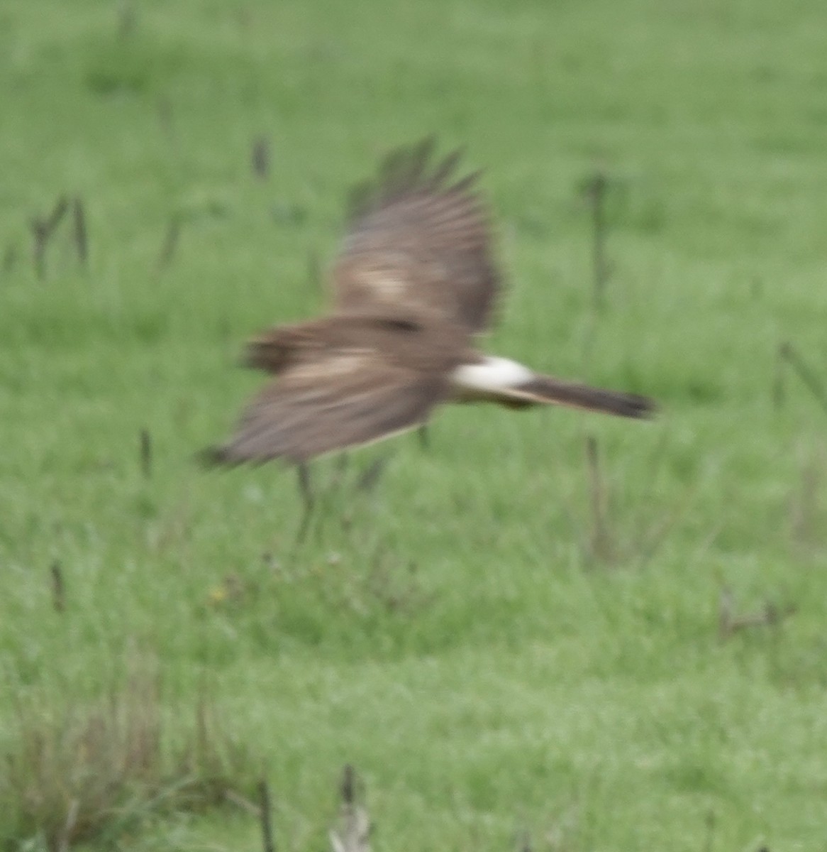 Northern Harrier - ML646938415