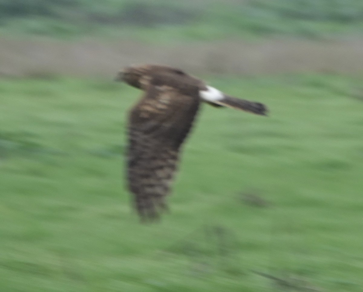 Northern Harrier - ML646938416