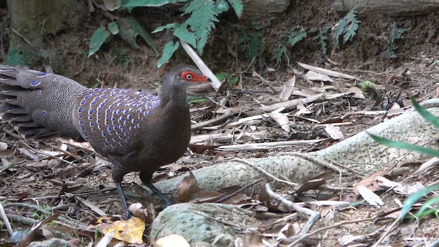 Hainan Peacock-Pheasant - ML646938417