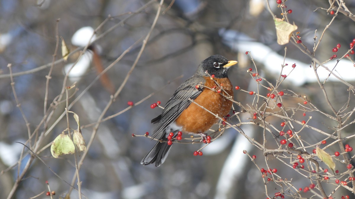 American Robin - ML646938418
