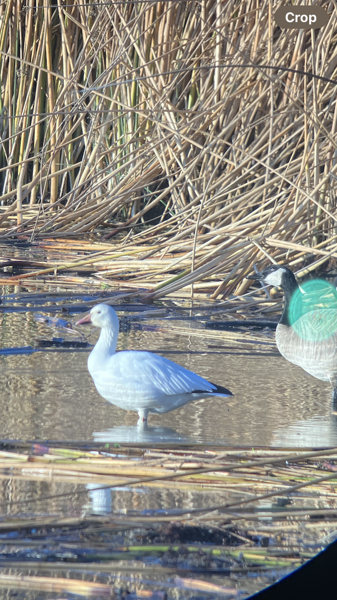 Snow Goose - ML646938419