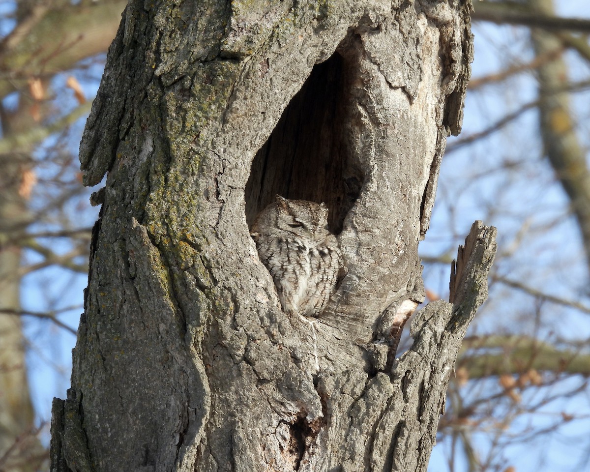 Eastern Screech-Owl - ML646938420
