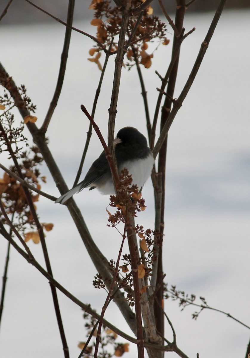Dark-eyed Junco - ML646938421