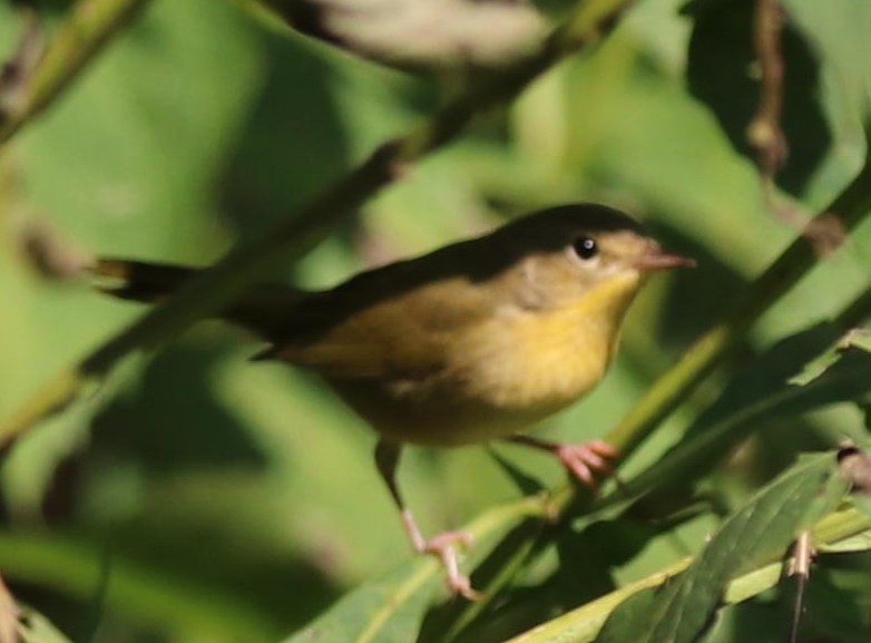 Tennessee Warbler - ML646938423