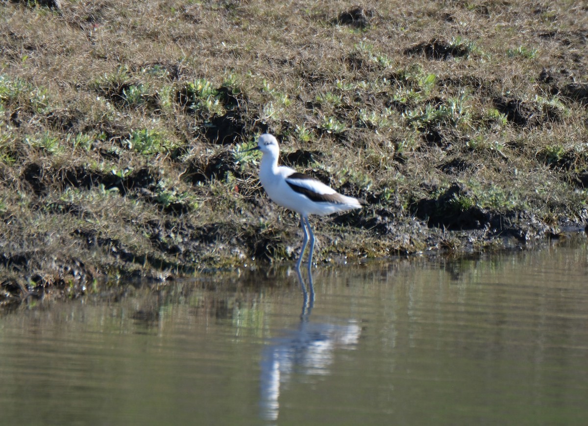 tenkozobec americký - ML646938424