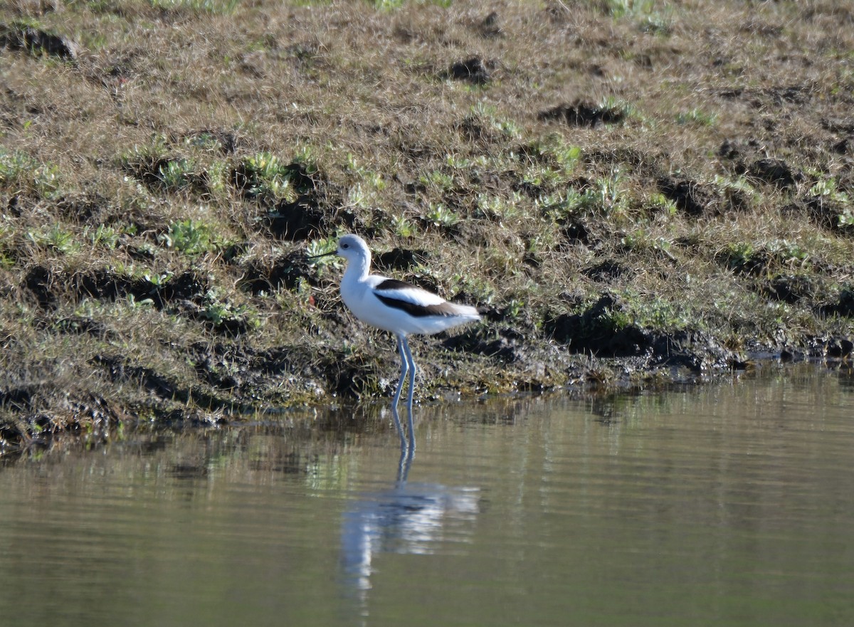 tenkozobec americký - ML646938426
