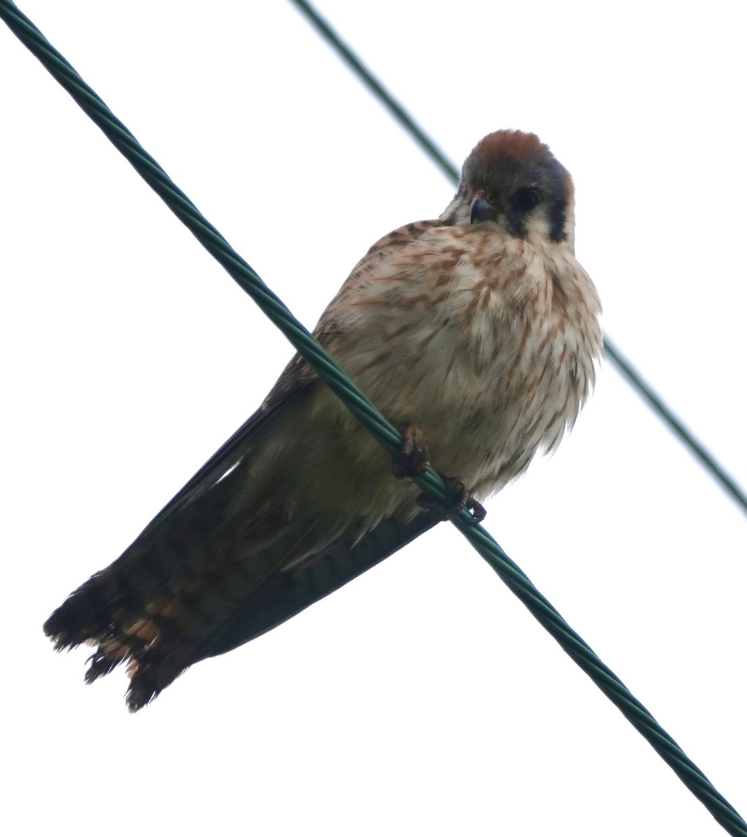 American Kestrel - ML646938428