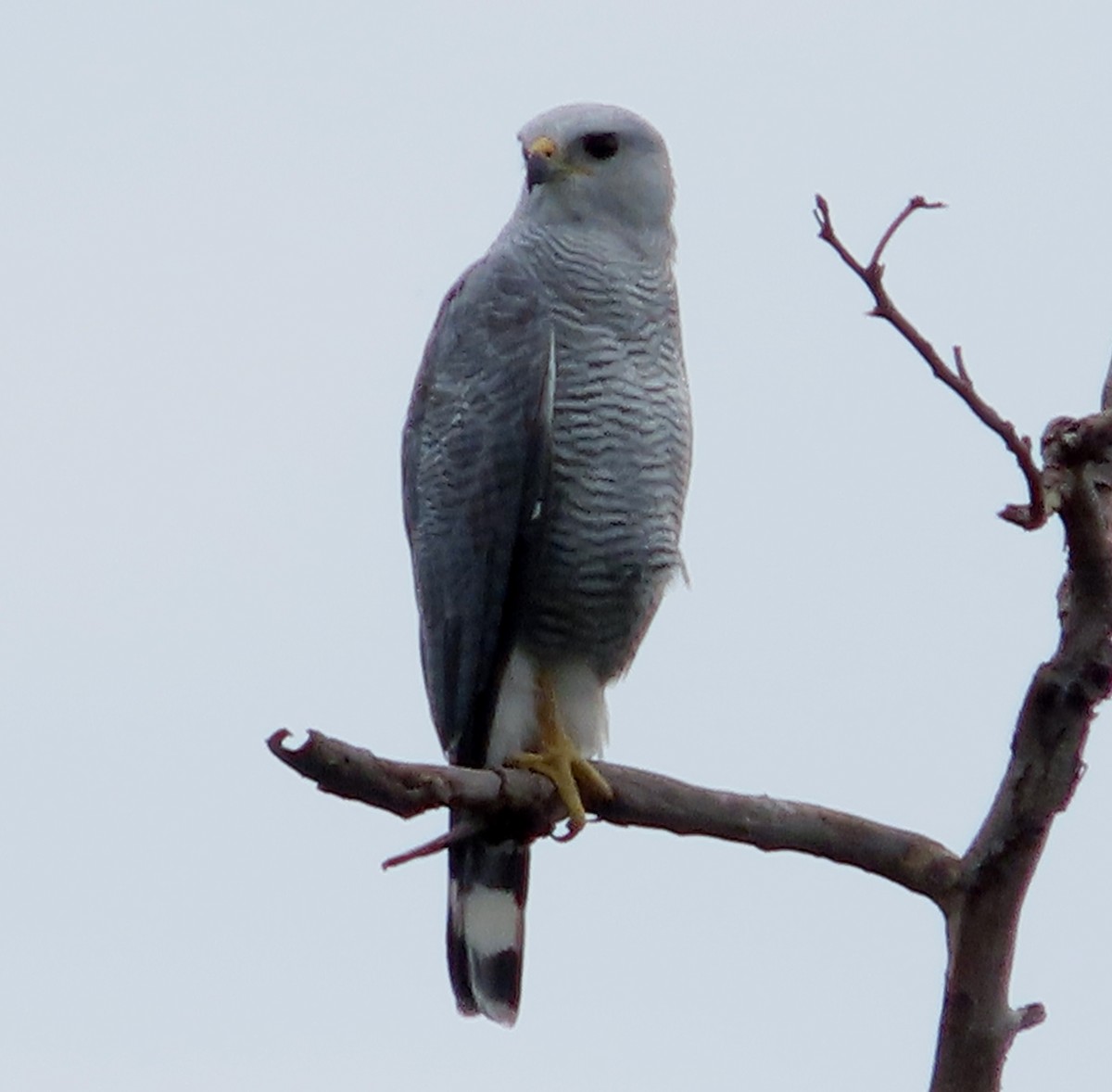 Gray-lined Hawk - ML646938429