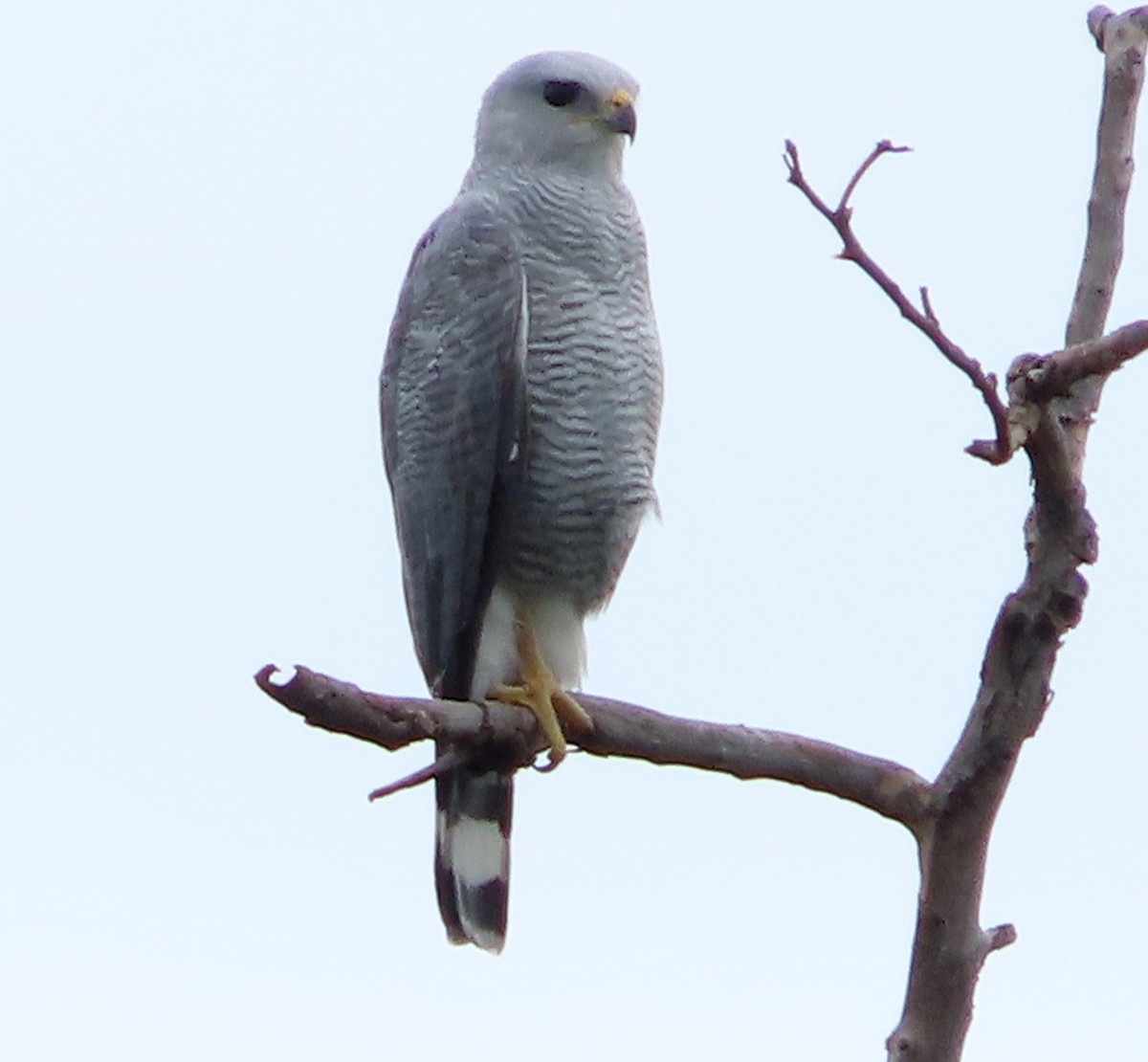 Gray-lined Hawk - ML646938430