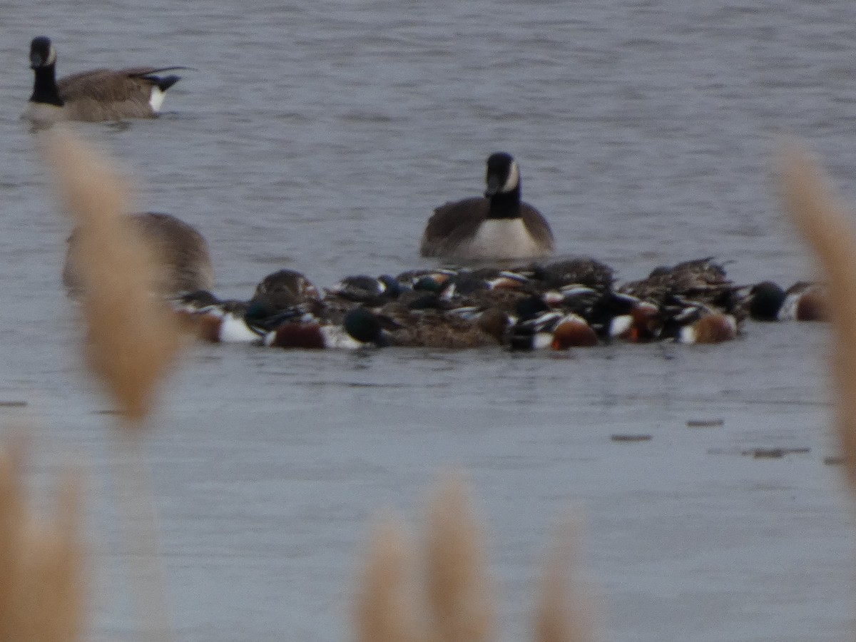 Халбага нугас - ML646938432