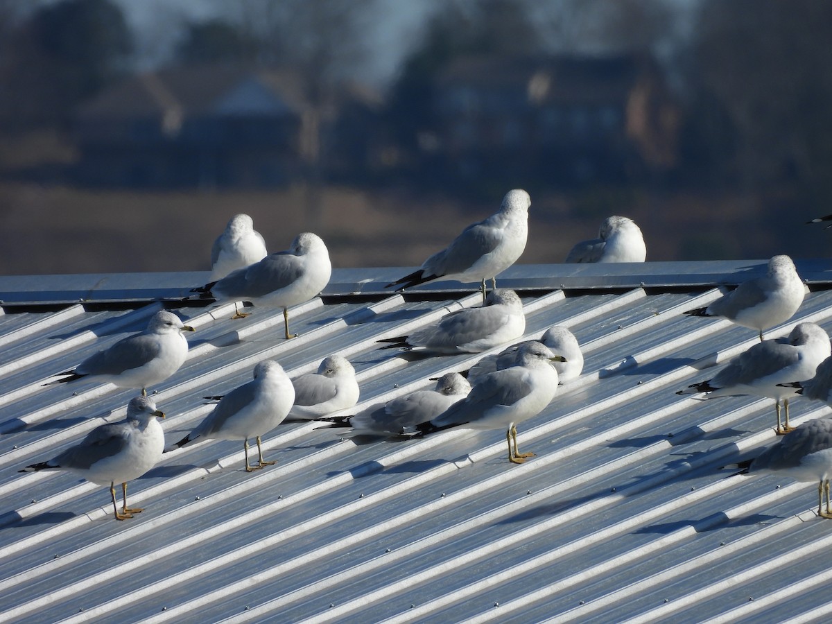 Ring-billed Gull - ML646938435