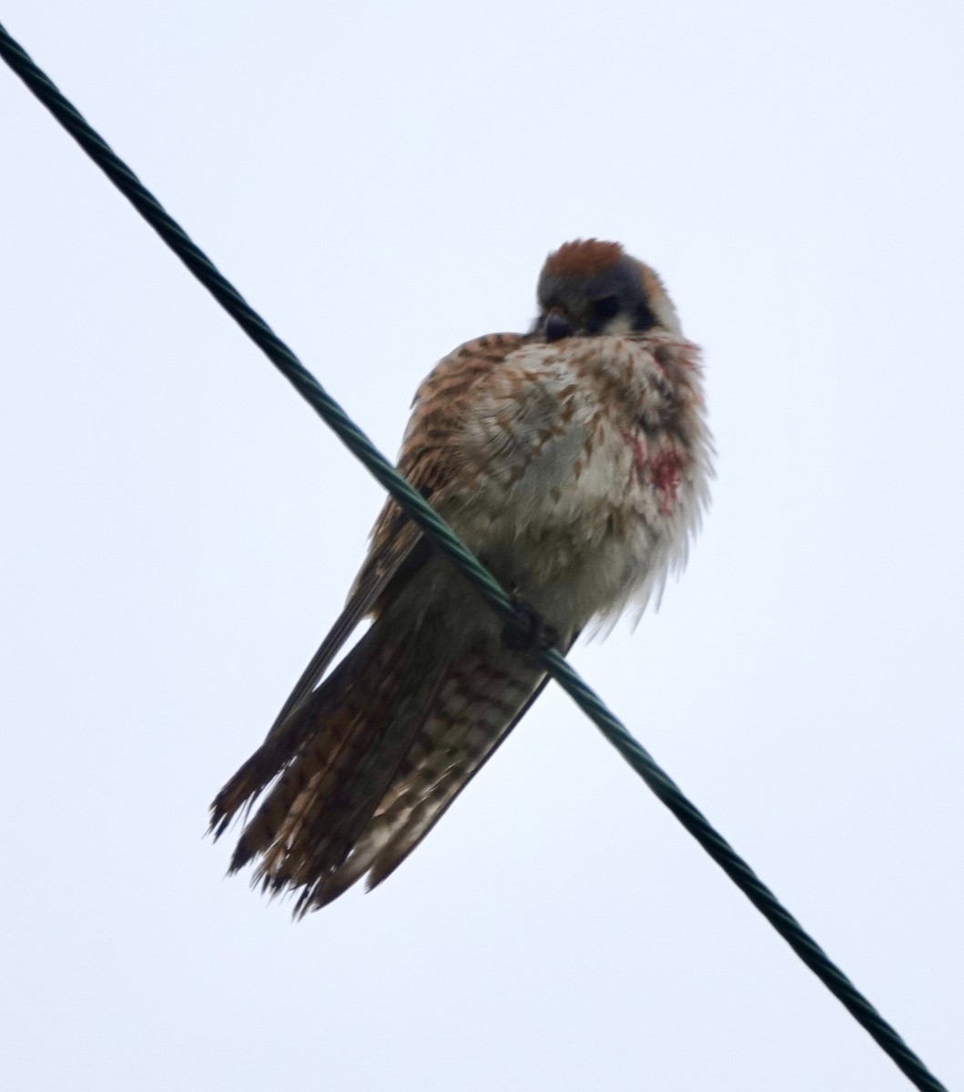American Kestrel - ML646938438