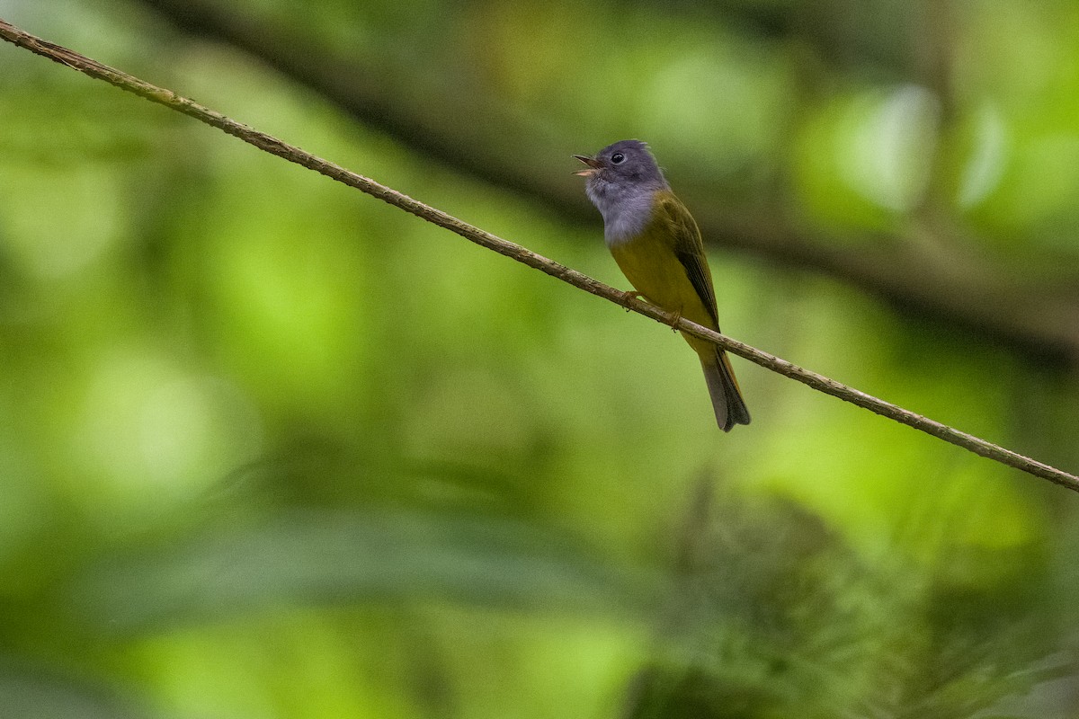 Gray-headed Canary-Flycatcher - ML646938441