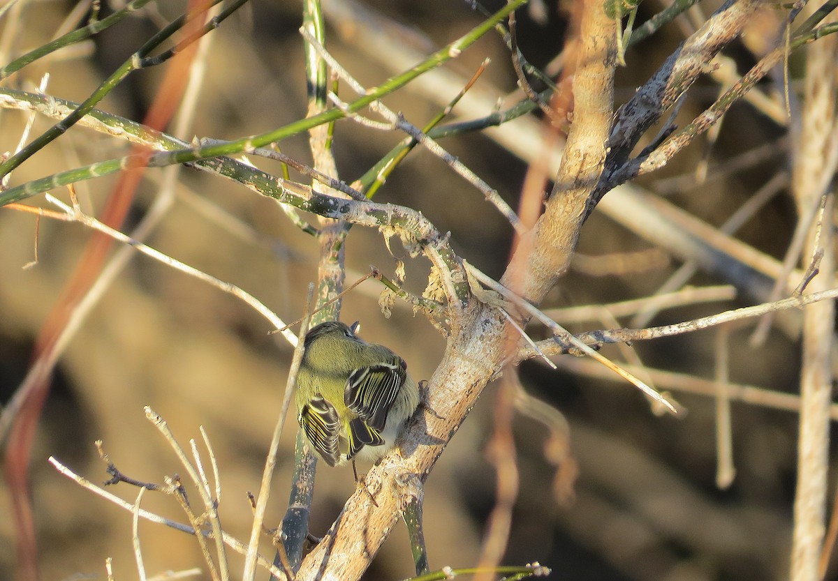 Gözlüklü Çalıkuşu - ML646938444