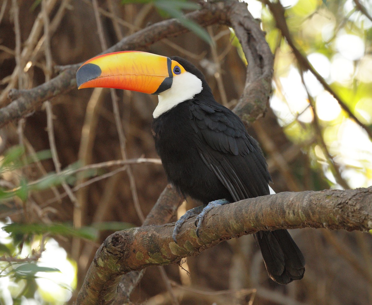 Toco Toucan - ML646938446