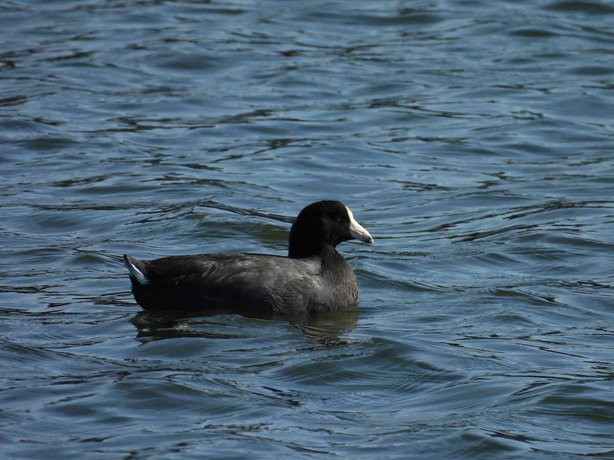 American Coot - ML646938447