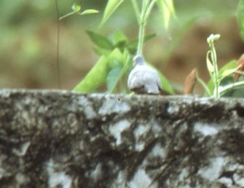 Serçe Kumrusu - ML646938448