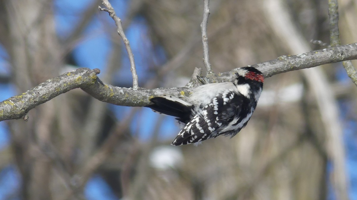 Downy Woodpecker - ML646938449