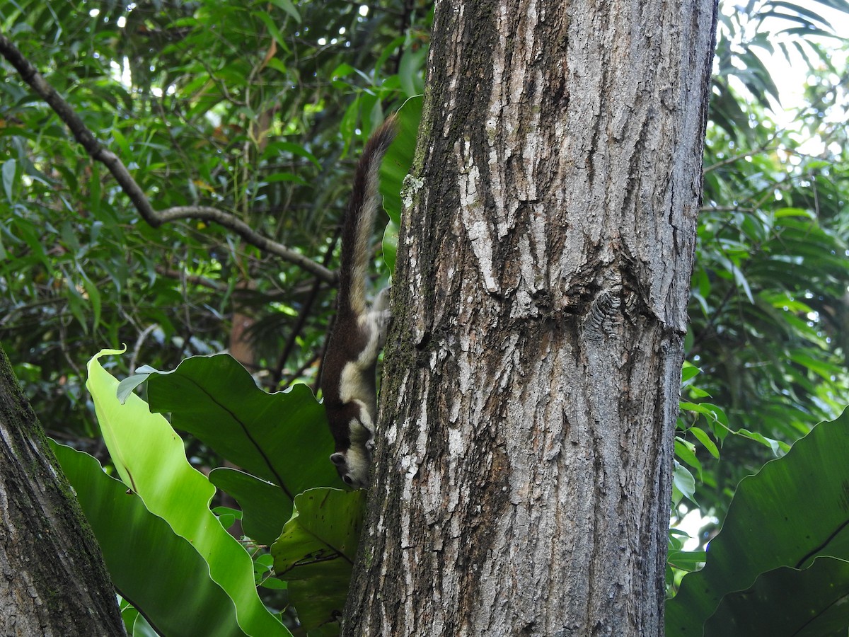 בעלי חיים - ML646938452