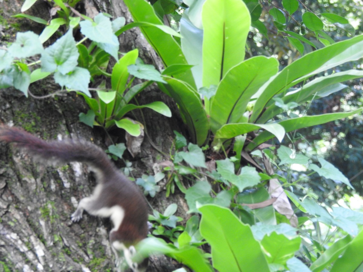 בעלי חיים - ML646938453