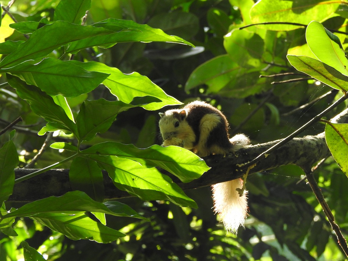 Finlayson's Squirrel - ML646938454