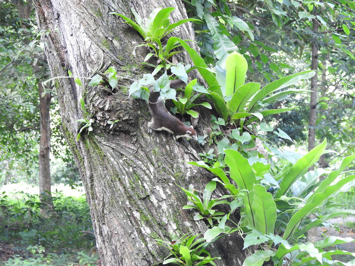 בעלי חיים - ML646938455