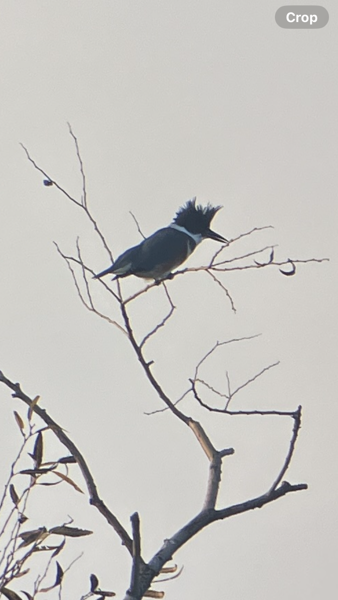 Belted Kingfisher - ML646938457